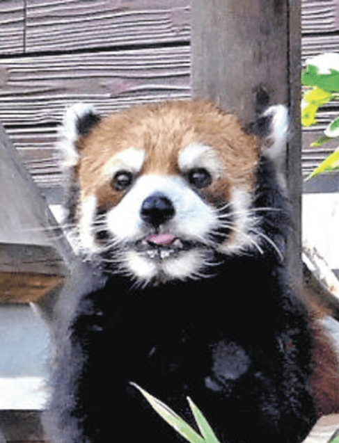 Fans gather to say goodbye to red panda Lime at Gunma zoo farewell event
