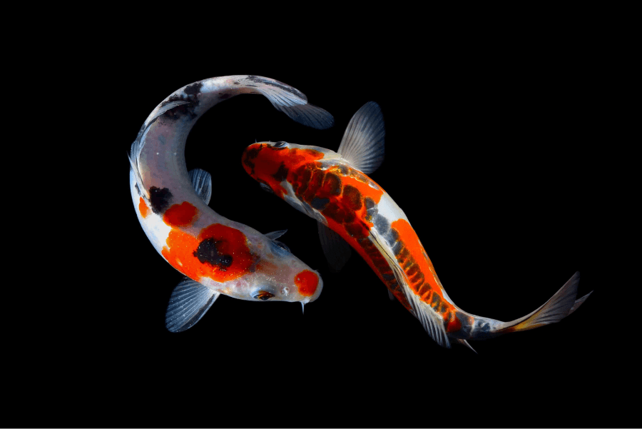 The Wonderful World of “Nishikigoi”: Carp That Captivate the Globe