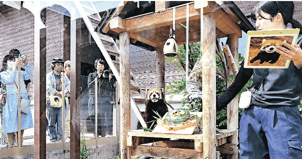 Fans gather to say goodbye to red panda Lime at Gunma zoo farewell event